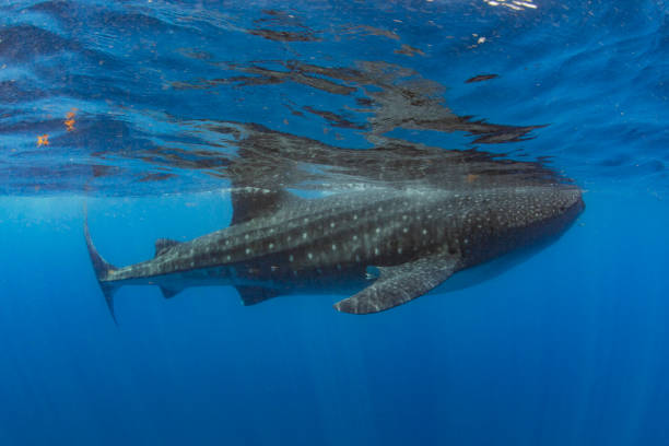 istock Whale Shark swimming in Cancun 1285170912