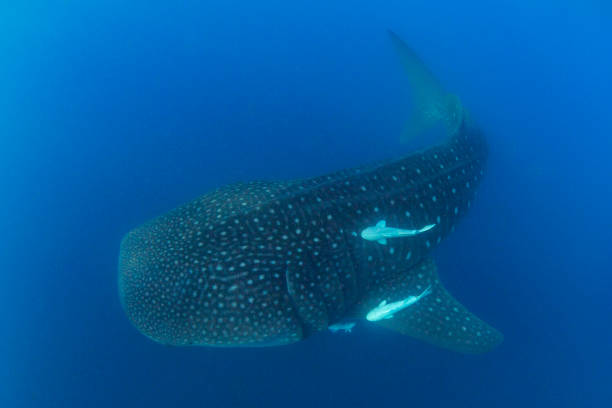 istock Whale Shark swimming in Cancun 1285170933