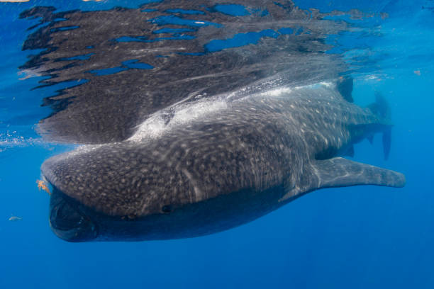 istock Whale Shark swimming in Cancun 1285171055