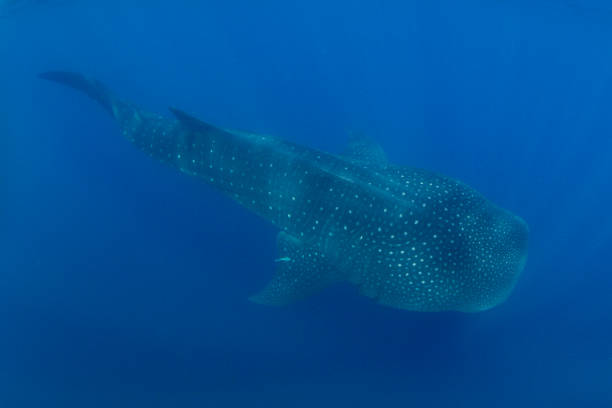 istock Whale Shark swimming in Cancun 1285171641