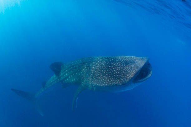istock Whale Shark swimming in Cancun 1285171672
