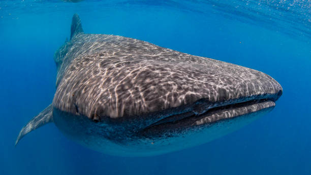 istock Whale Shark swimming in Cancun 1285171770