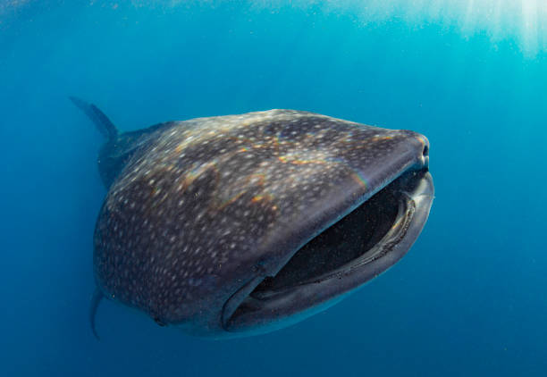 istock Whale Shark swimming in Cancun 1285171817