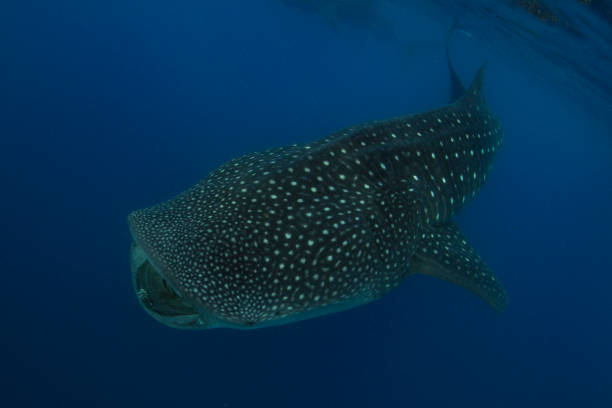 istock Whale Shark swimming in Cancun 1285171932