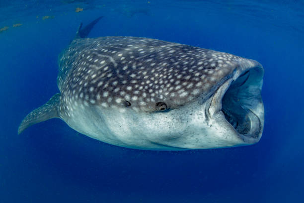 istock Whale Shark swimming in Cancun 1285172621