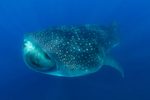 istock Whale Shark swimming in Cancun 1285172877
