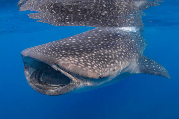 istock Whale Shark swimming in Cancun 1285172931