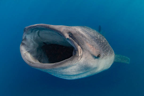 istock Whale Shark swimming in Cancun 1285173295