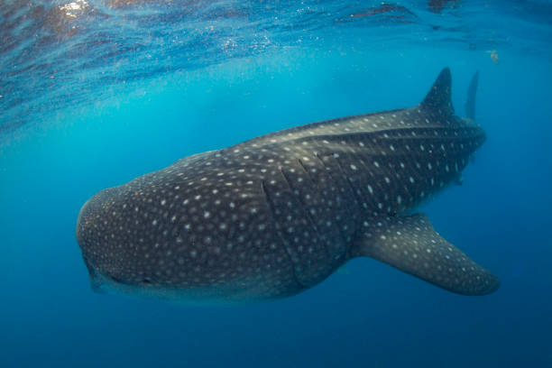 istock Whale Shark swimming in Cancun 1285173296
