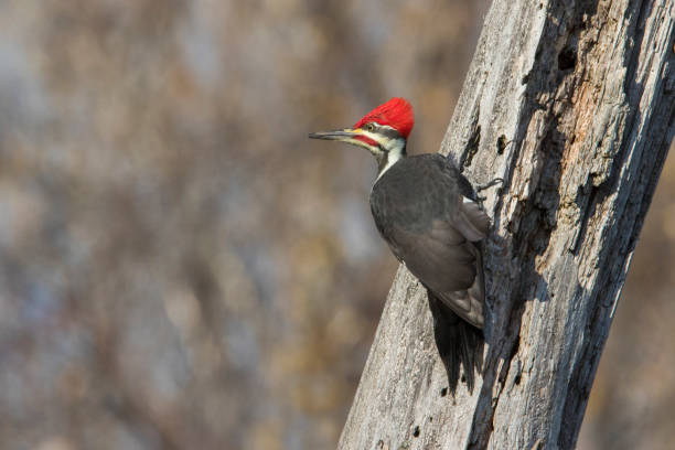 istock Male pileated woodpecker 1285173831