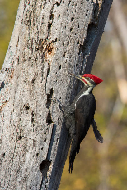 istock Male pileated woodpecker 1285173834