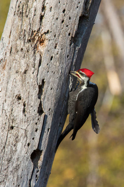 istock Male pileated woodpecker 1285173858