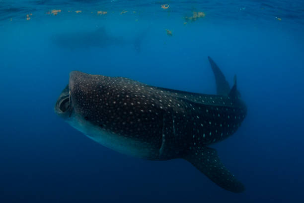 istock Whale Shark swimming in Cancun 1285173891
