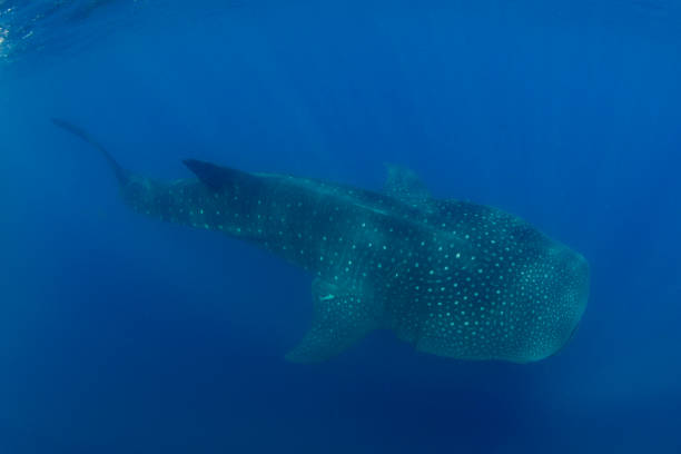istock Whale Shark swimming in Cancun 1285173895