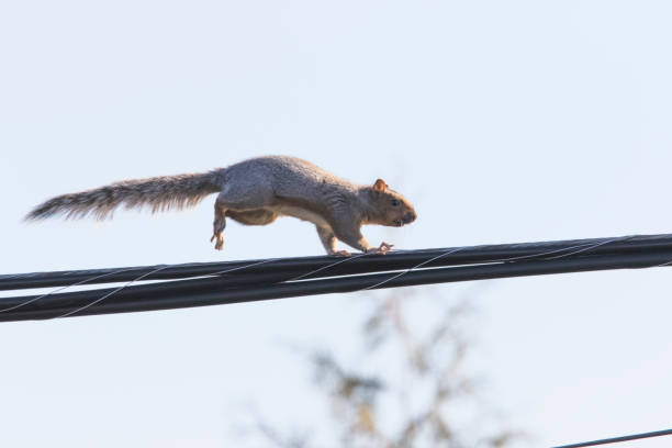istock eastern gray squirrel  running on electric wire 1285173928