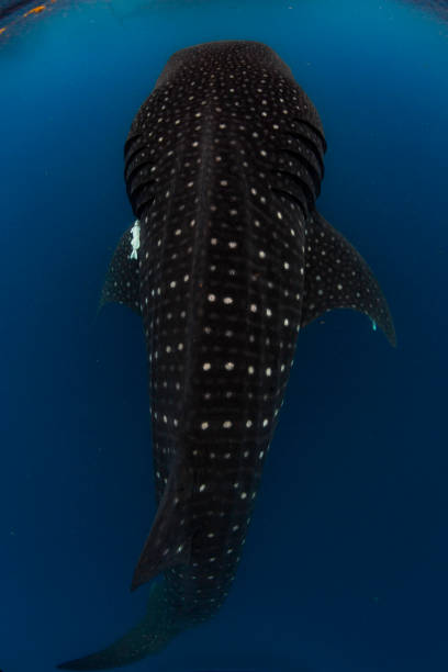 istock Whale Shark swimming in Cancun 1285173932