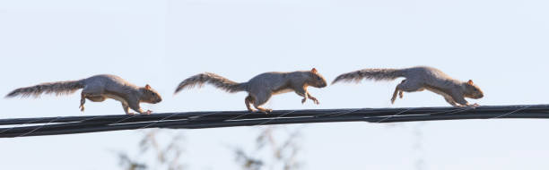 istock eastern gray squirrel  running on electric wire 1285173980