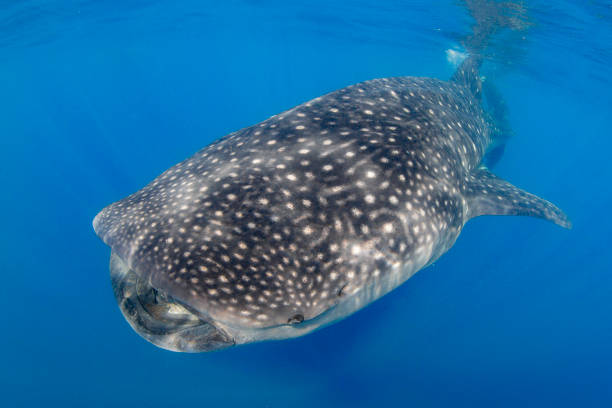 istock Whale Shark swimming in Cancun 1285174054