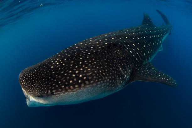 istock Whale Shark swimming in Cancun 1285174142