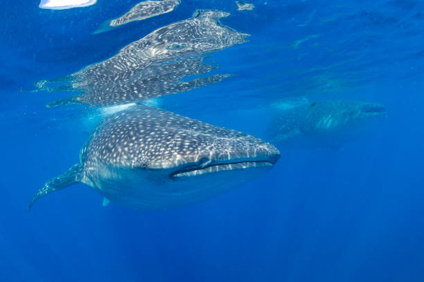 istock Whale Shark swimming in Cancun 1285174165