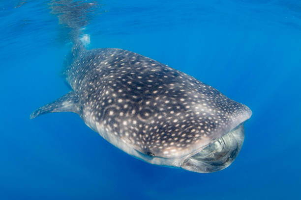 istock Whale Shark swimming in Cancun 1285174445