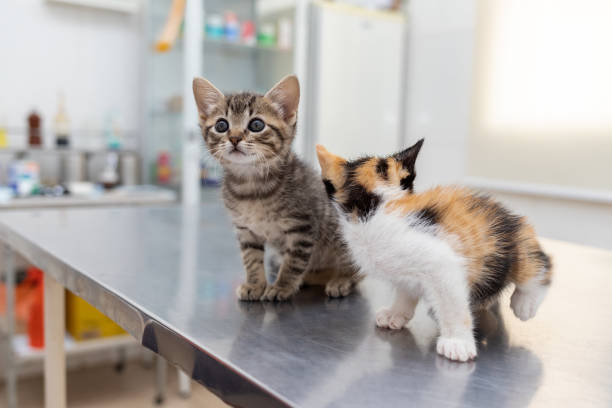 Two curious kittens in the veterinarian's office