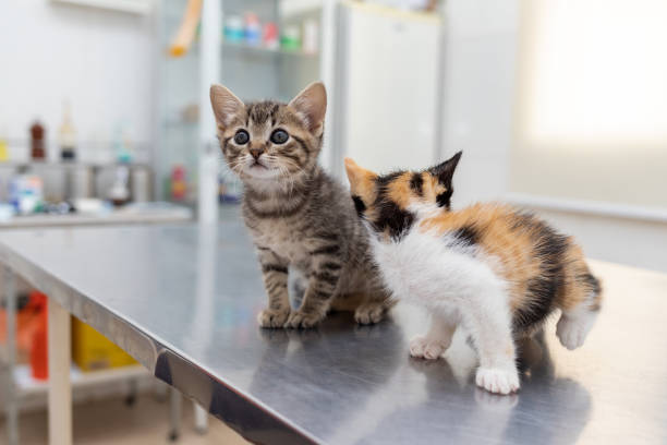 Two curious kittens in the veterinarian's office two curious kittens in the veterinarian's hospital animal hospital stock pictures, royalty-free photos & images