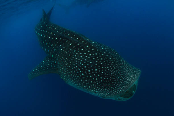 istock Whale Shark swimming in Cancun 1285175118
