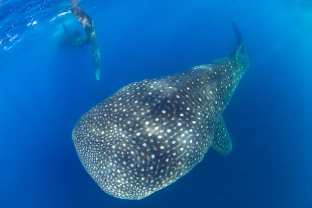 istock Whale Shark swimming in Cancun 1285175302