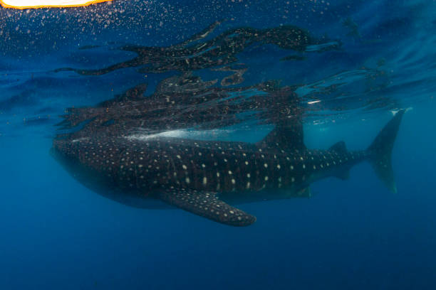 istock Whale Shark swimming in Cancun 1285176115