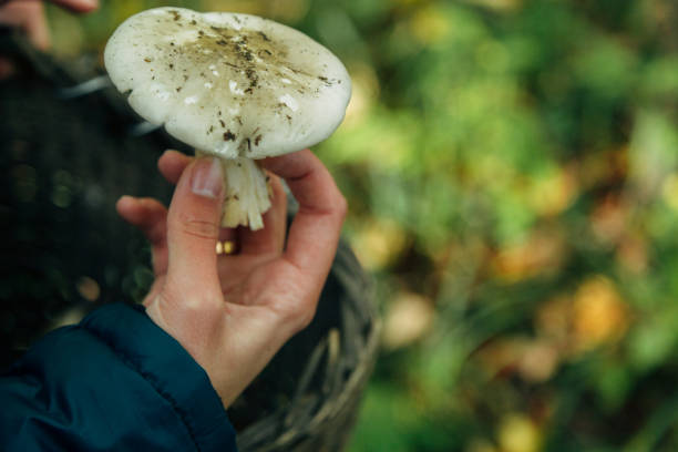 istock Mushroom harvest in the large Forest. Autumn plants 1285176161