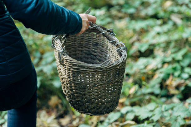 istock Mushroom harvest in the large Forest. Empty basket 1285176172