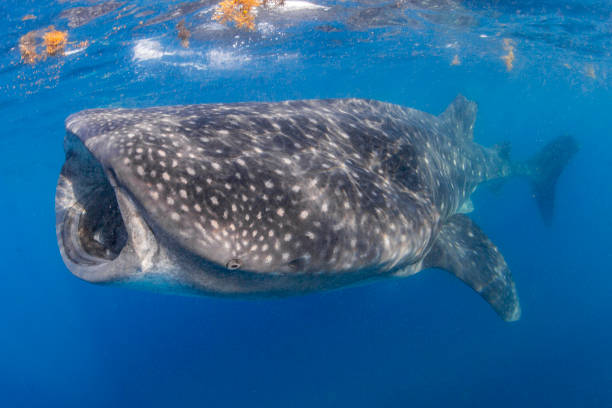 istock Whale Shark swimming in Cancun 1285176194