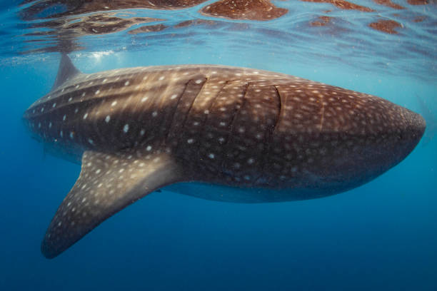 istock Whale Shark swimming in Cancun 1285176208
