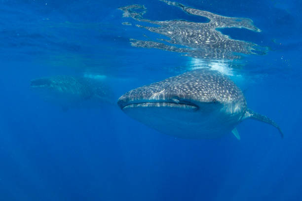 istock Whale Shark swimming in Cancun 1285176223