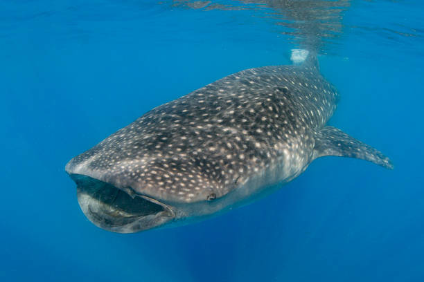 istock Whale Shark swimming in Cancun 1285176230