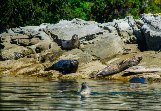 istock Seals are Lounging by Round Island 1285176397