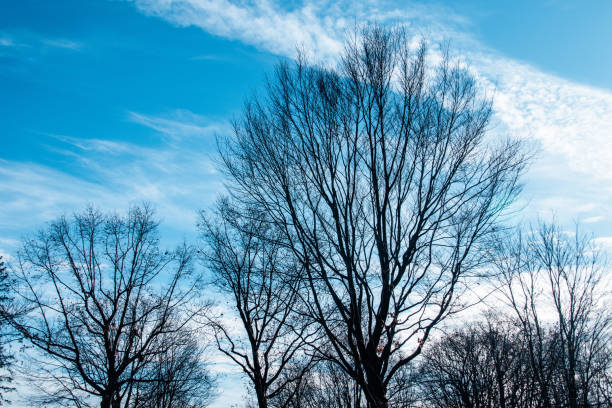 Bare tree stands tall against a sunset sky, flanked by autumn foliage and suburban backdrop. Taken in Toronto, Canada.