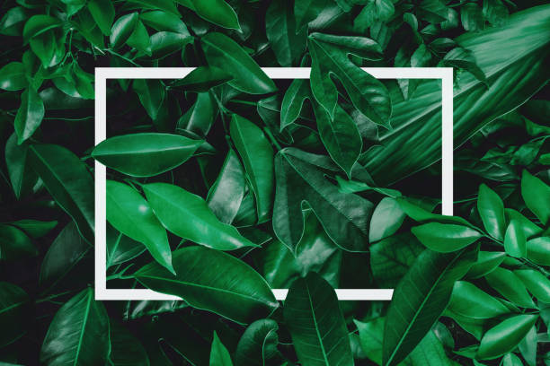 istock abstract green leaf texture, nature background, tropical leaf 1285179286