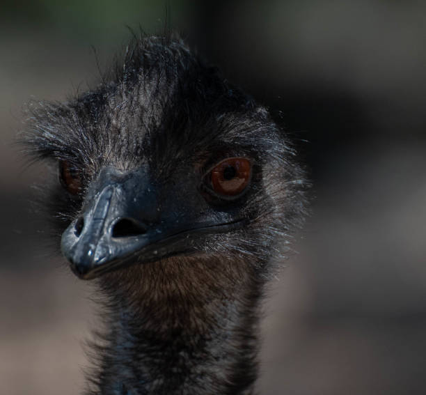 istock Emu comes to check us out 1285183827