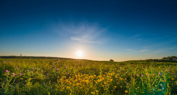 bellissimo tramonto in un prato fiorito - yellow landscapes nature park foto e immagini stock