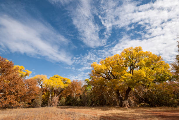Fremont Cottonwood in the Fall