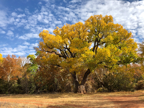 The beautiful shape of a tree branch that dries up because it sheds its leaves during the summer drought