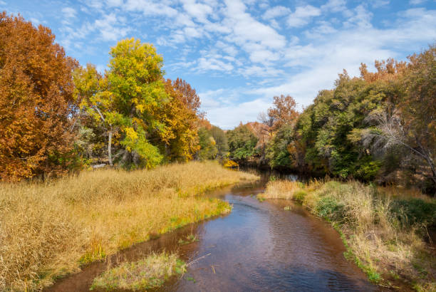 oak creek in autunno - riparian forest foto e immagini stock