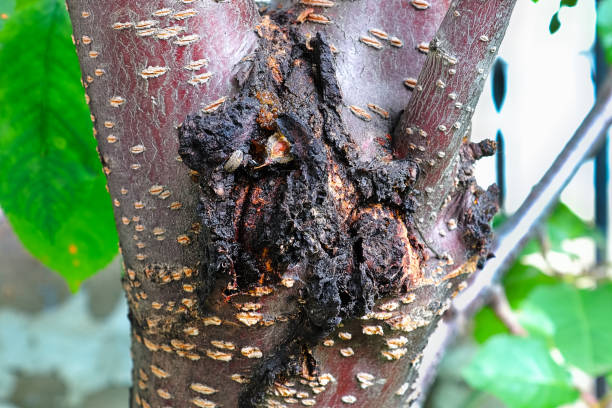 The festering bacterial canker wound on a cherry tree The festering bacterial canker wound on a cherry tree. cambium photos stock pictures, royalty-free photos & images