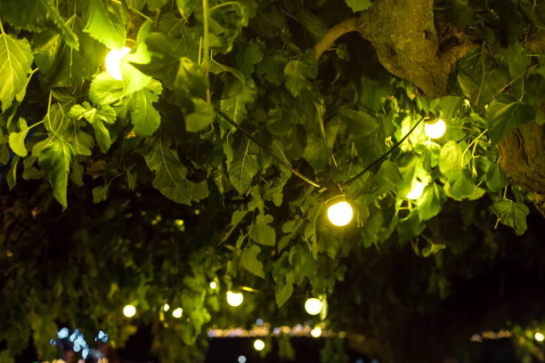 istock light bulbs glowing with warm light suspended from tree branches among green leaves in backyard garden with festive decor, closeup celebratory night party details, nobody. 1285184985