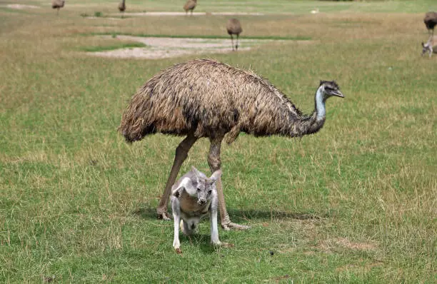 Photo of Emu and female kangaroo