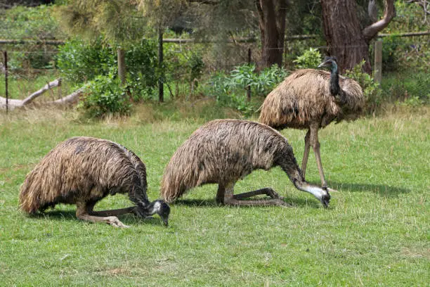 Photo of Three Emu