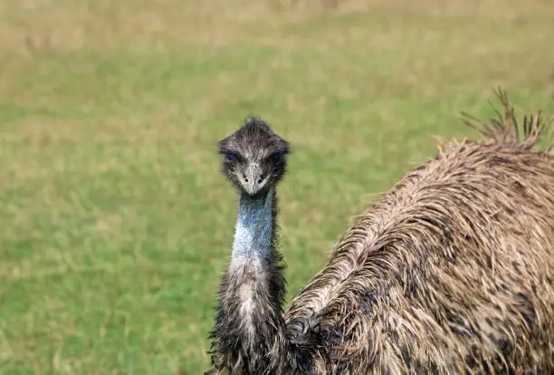 Photo of Emu portrait