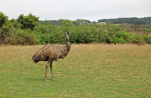 Photo of Emu on the meadow